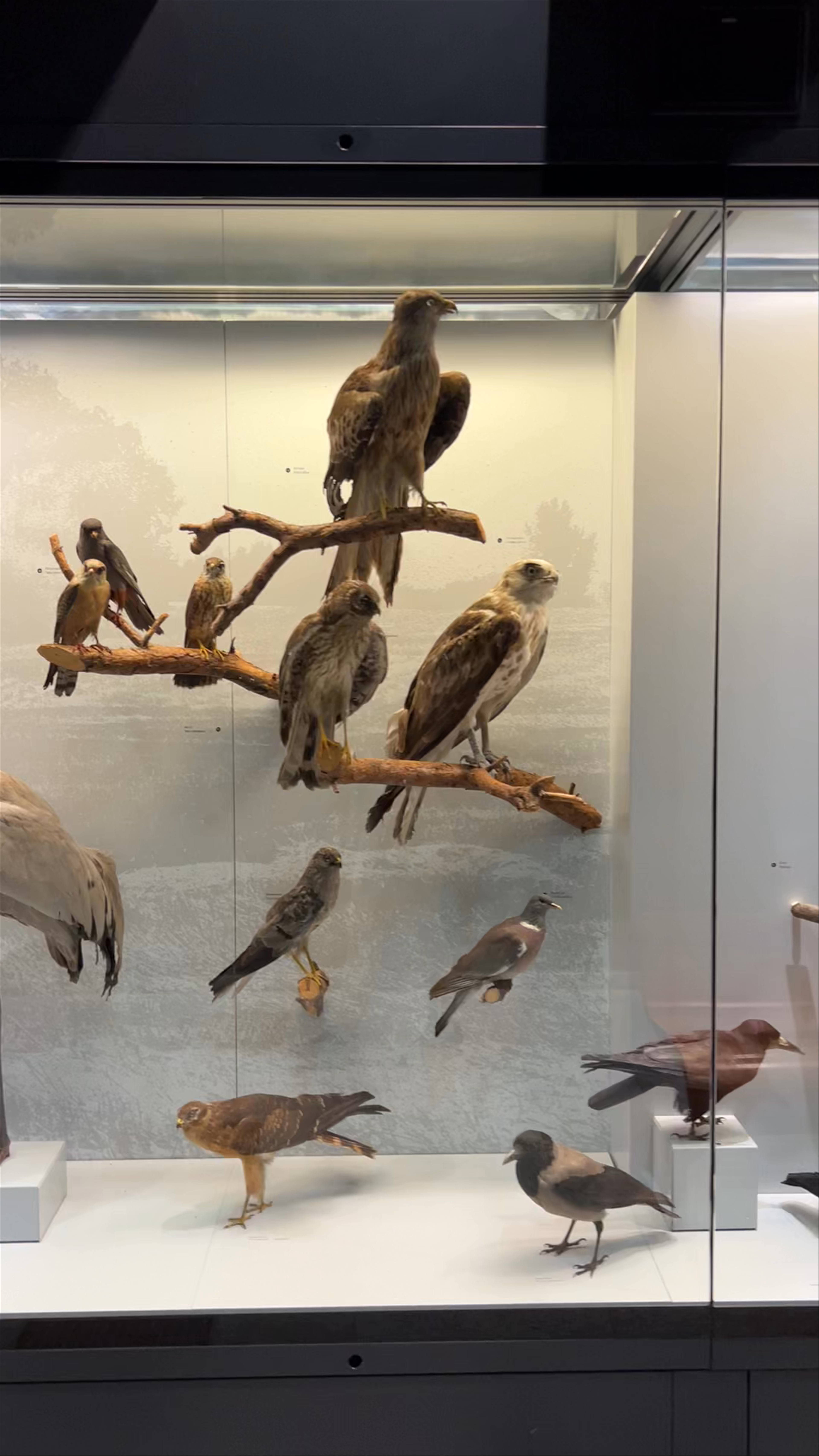 Zoological Museum of Zurich