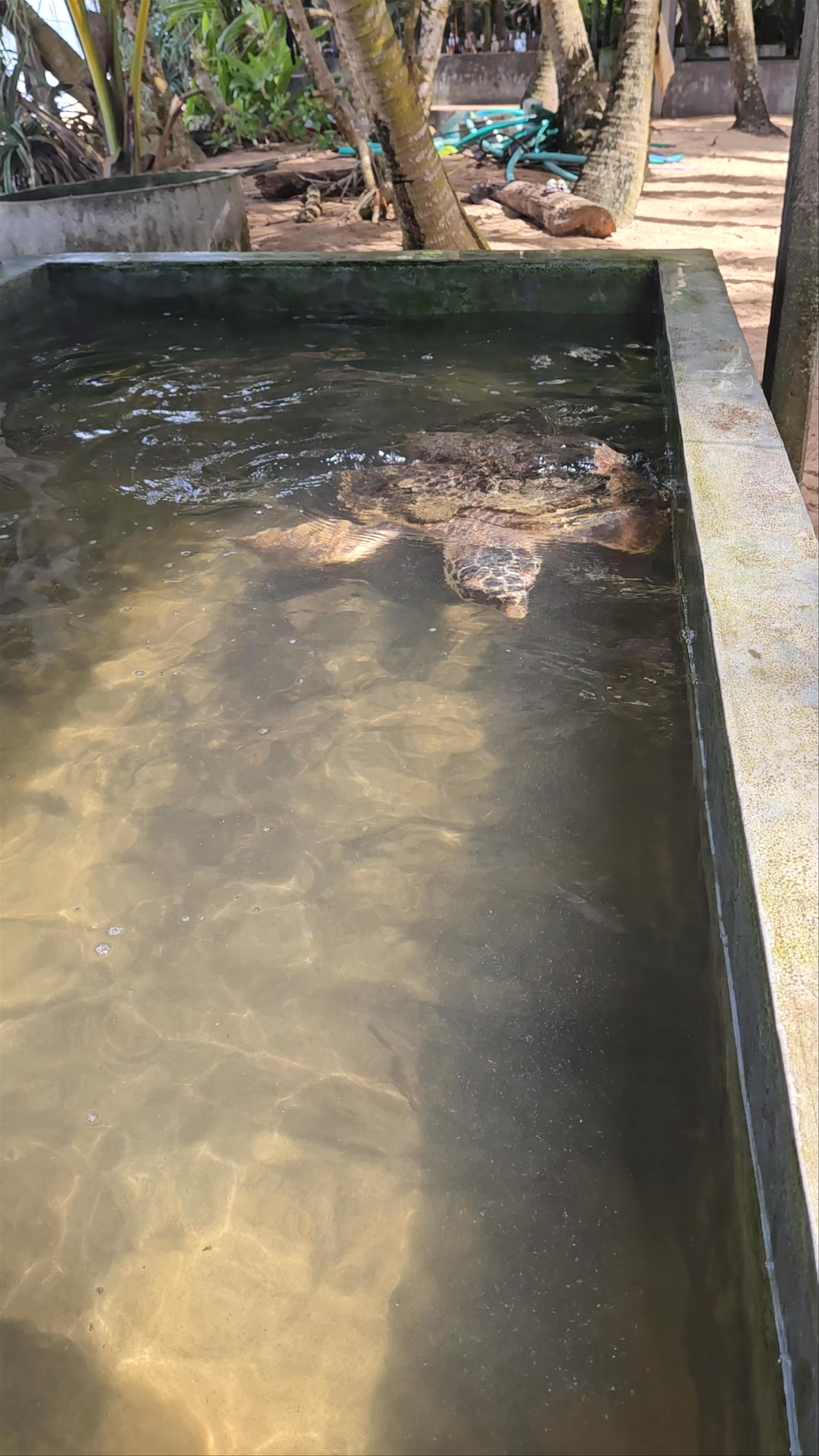 Ahungalla Sea Turtles Conservation Project