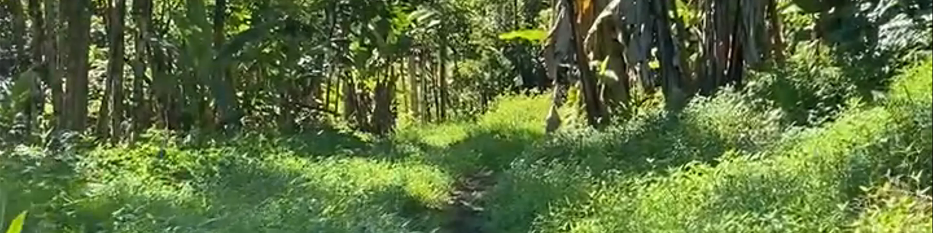 Ke'anae Arboretum Trail