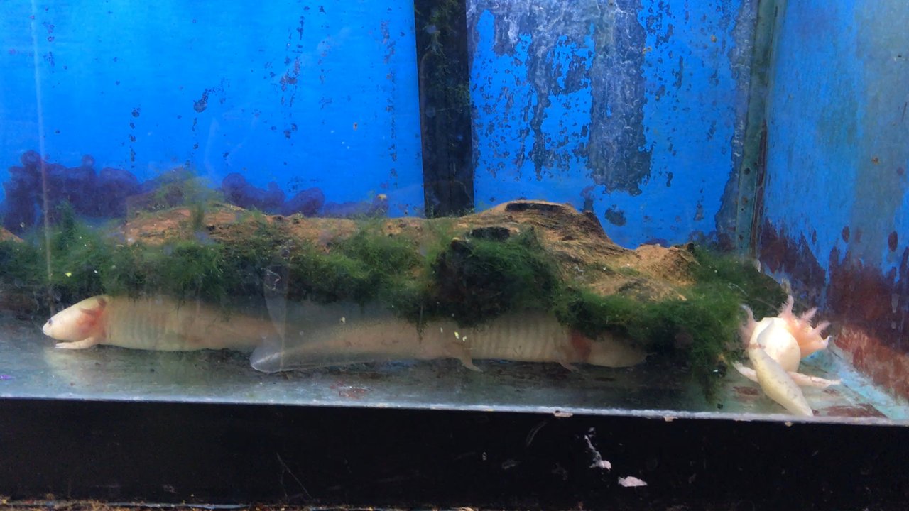 Fish 4 U - Squirmy, frilly axolotls! - Local Fish Stores Near Me - Salt Lake City, Utah