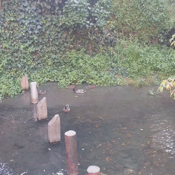 Arroyo Park - Duckos! - Parks Near Me - San Mateo, California