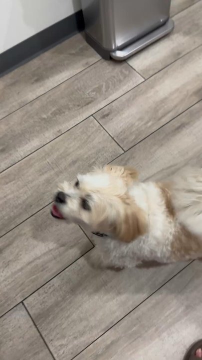 Riverside Regional Veterinary Group - My dog being his silly self at the vet and loving to dig (he digs way more than shown) - Veterinarians Near Me - Riverside, California