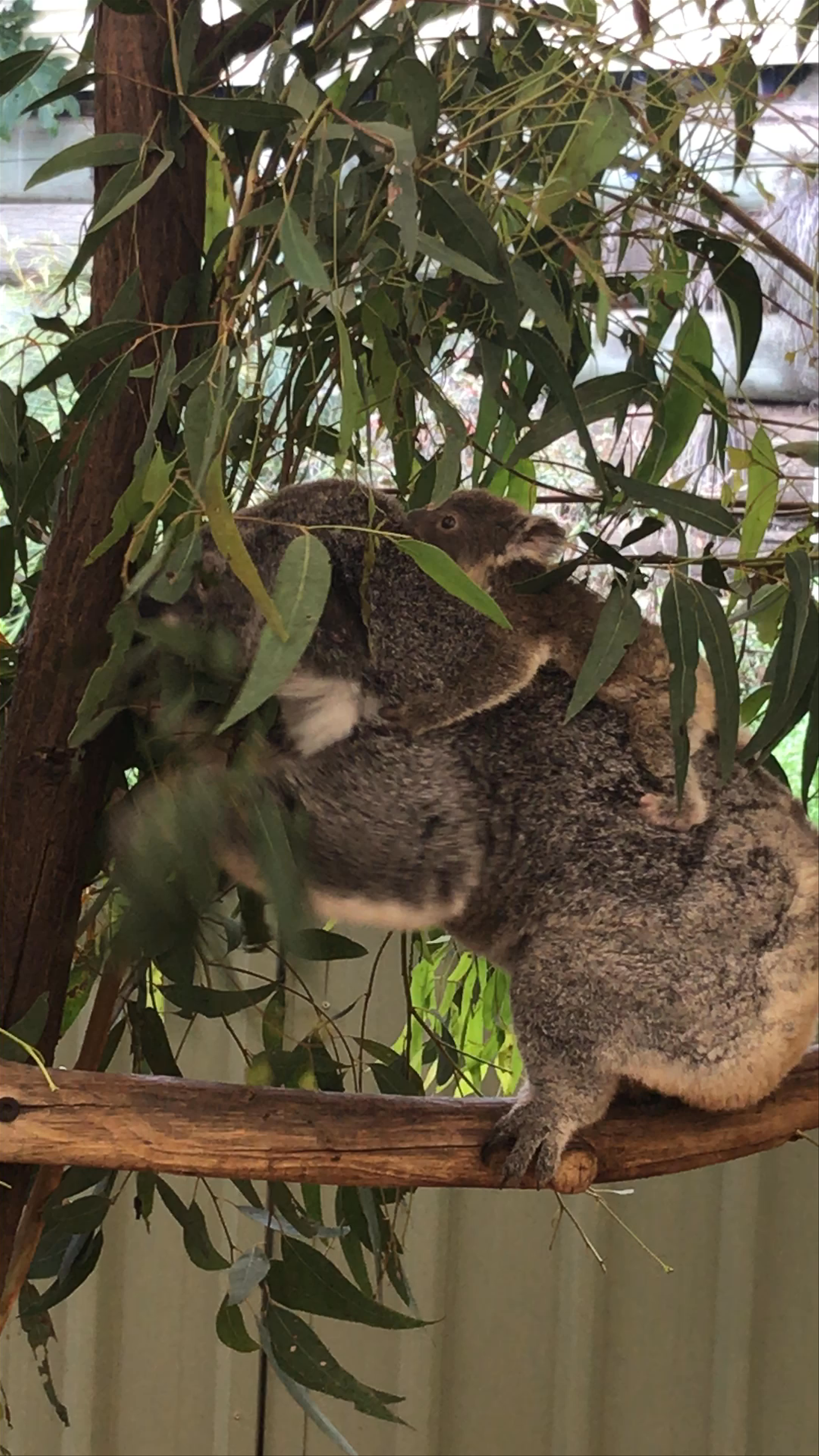 Lone Pine Koala Sanctuary: Up-Close Koala Encounter in Queensland