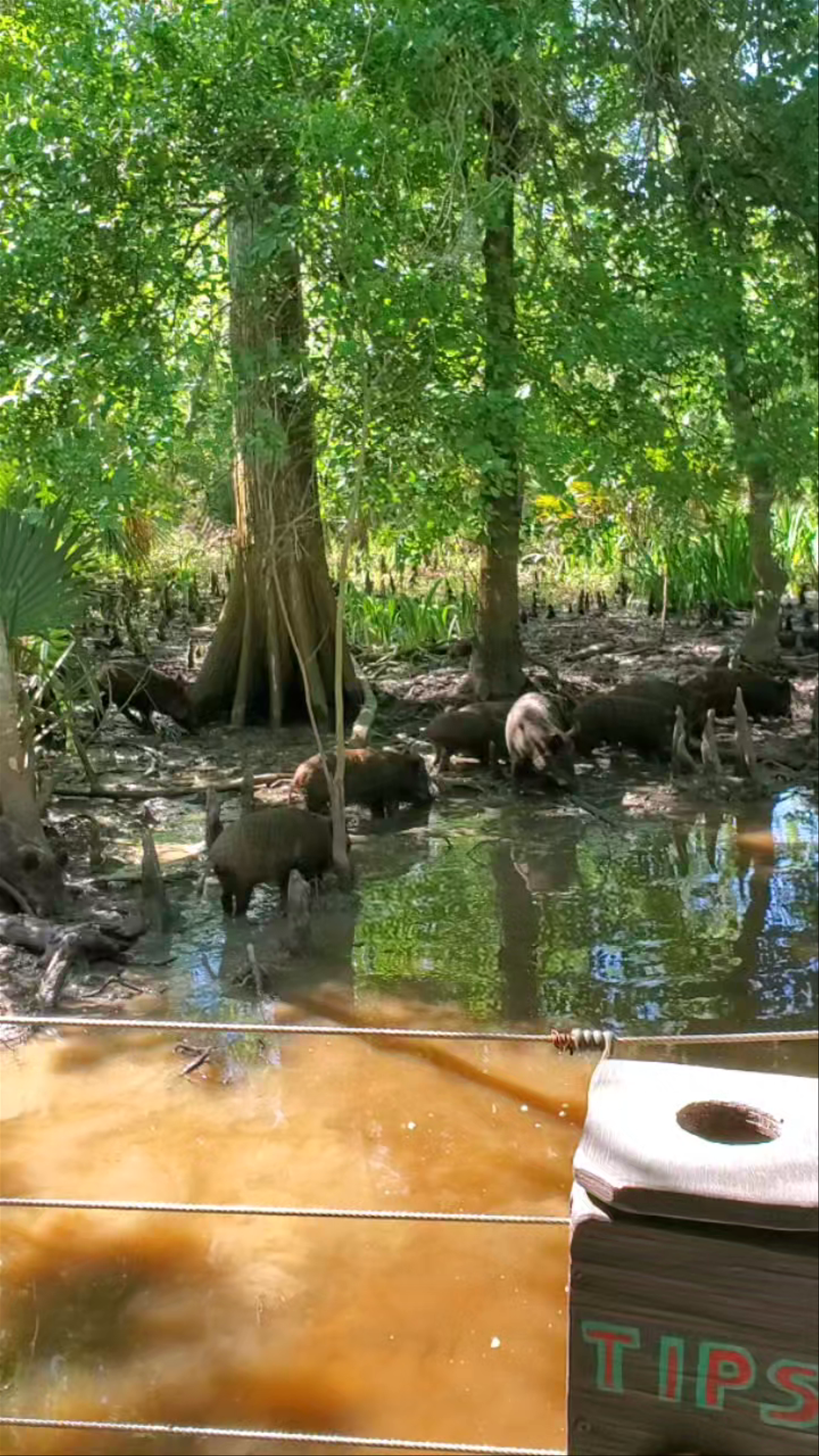 Cajun Pride Swamp Tours