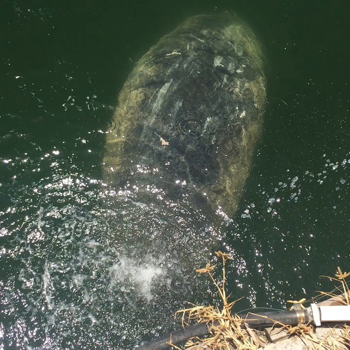 Sailors Choice - We made a new friend. - Fishing Near Me - Key Largo, Florida