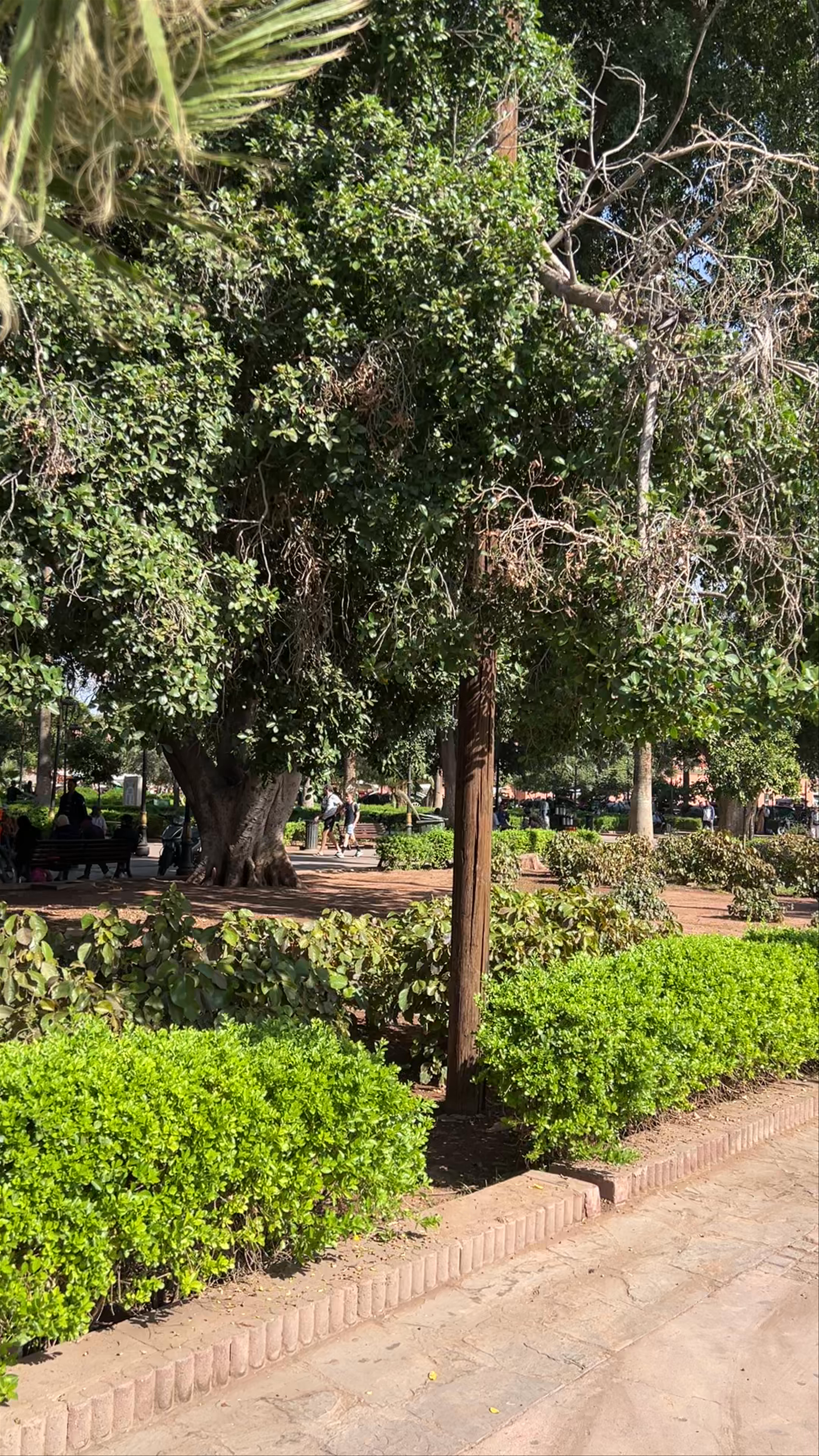 Park Arsat mouly abdeasalam Garden