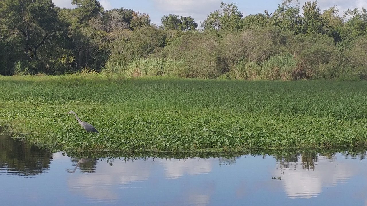 Blue Spring Adventures - Boat Charters Near Me - Orange City, Florida