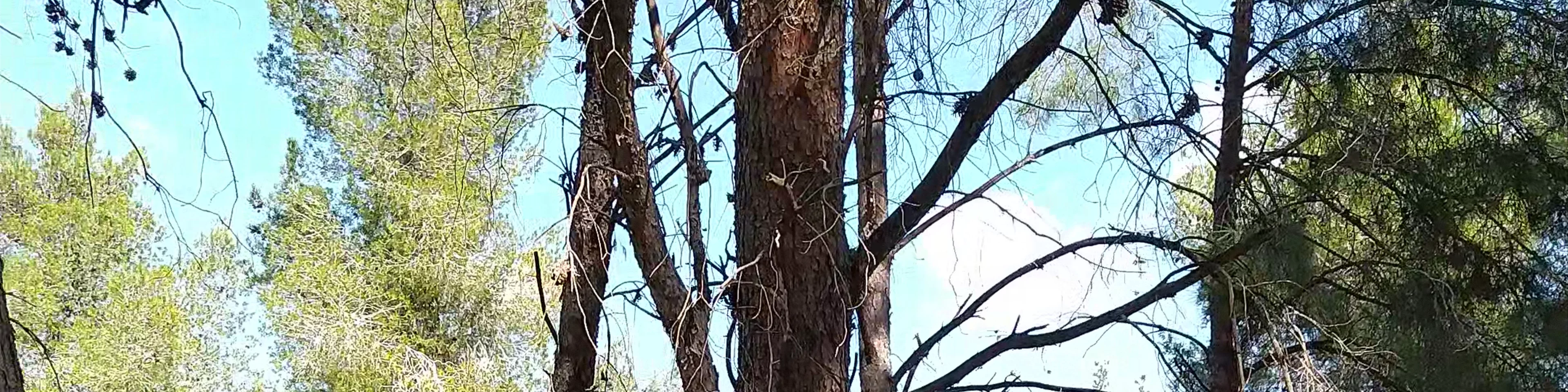 Hameginim forest -- יער המגינים