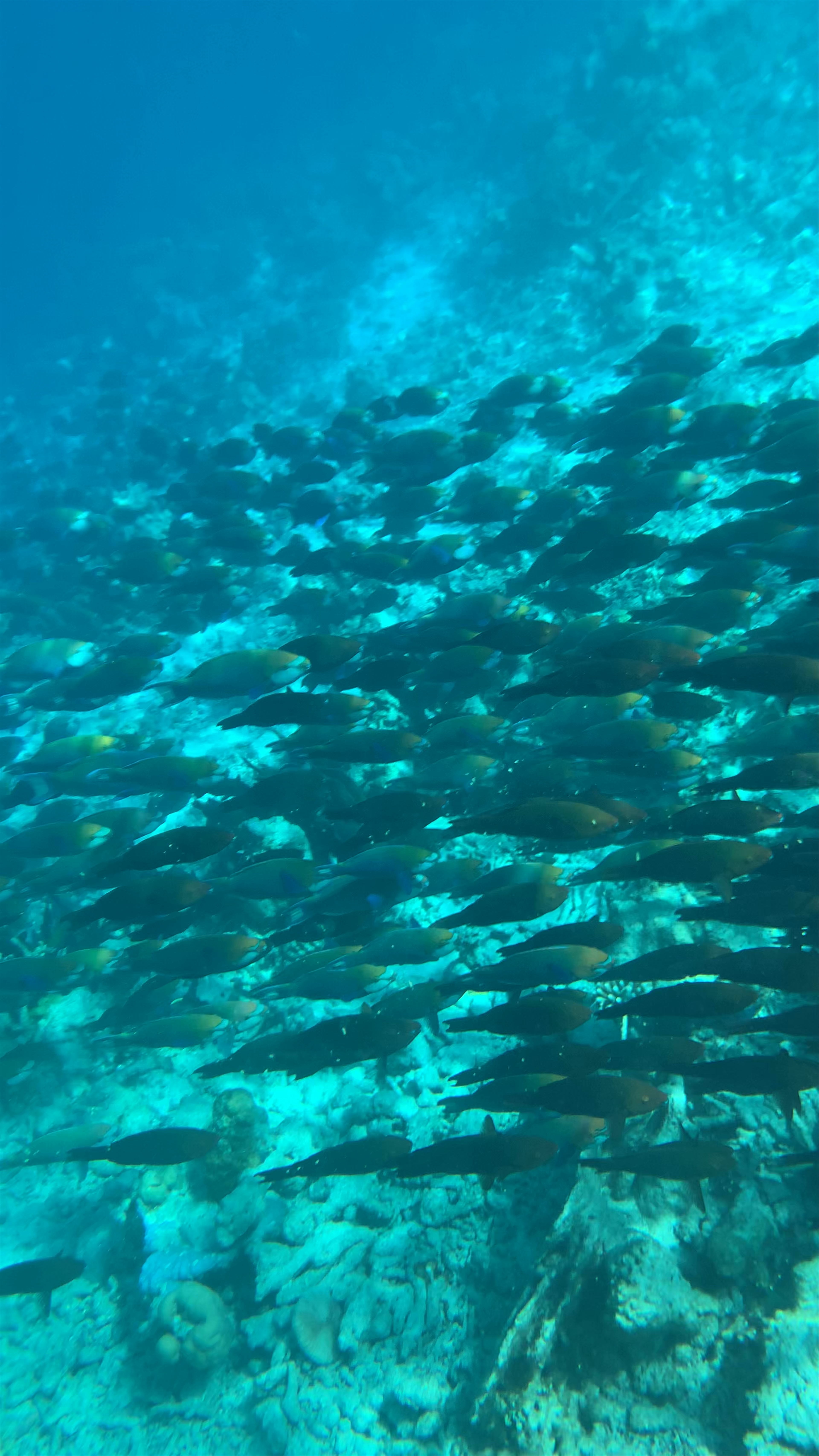 Raffles Maldives Meradhoo Resort