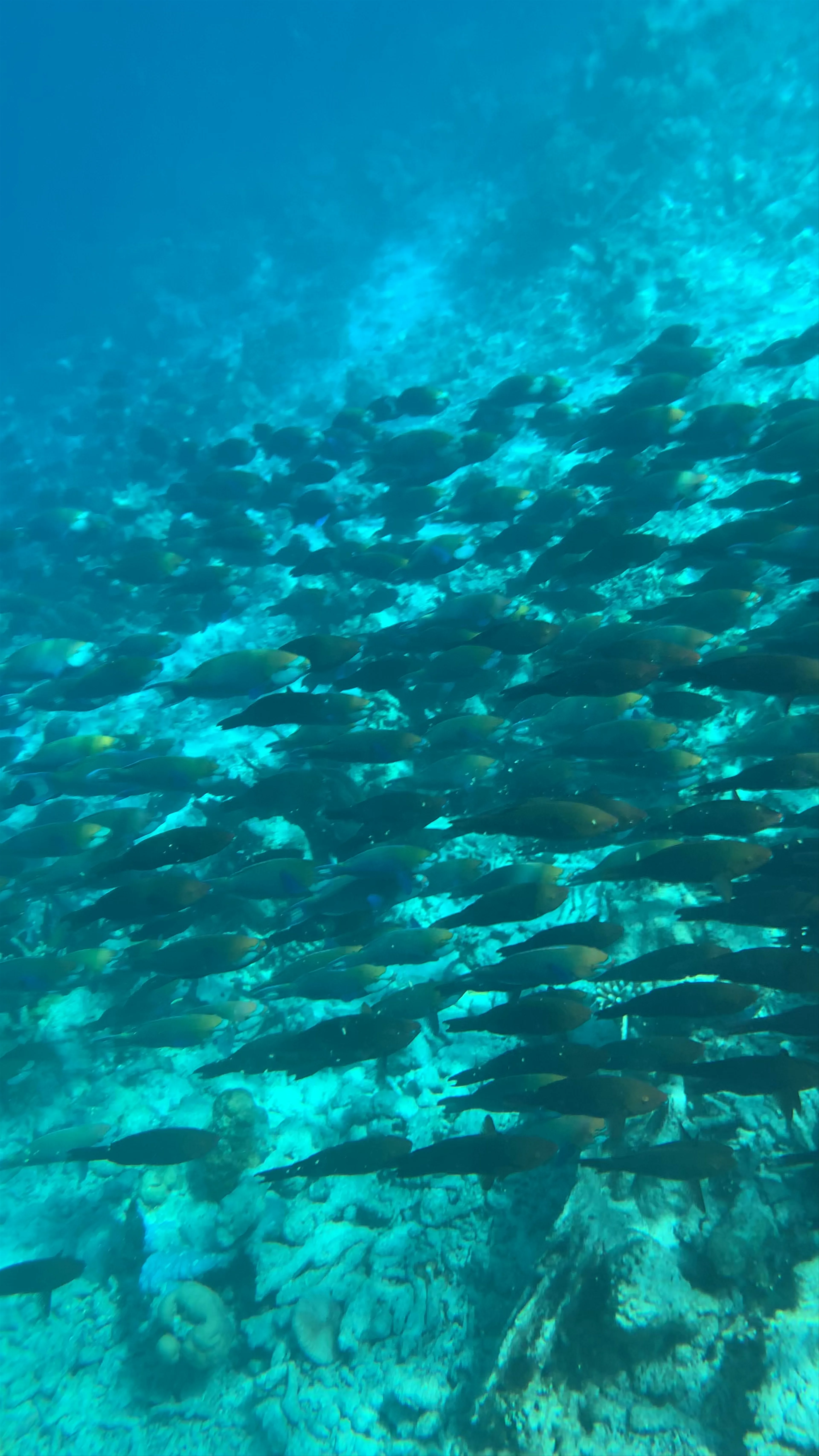 Raffles Maldives Meradhoo Resort, MERADHOO ISLAND, Maldives