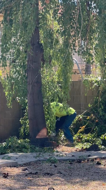 Valley Tree Masters - Valley Tree Masters at work! - Tree Services Near Me - Gilbert, Arizona