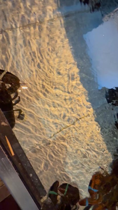 Red Lobster - Seafood Near Me - North Haven, Connecticut