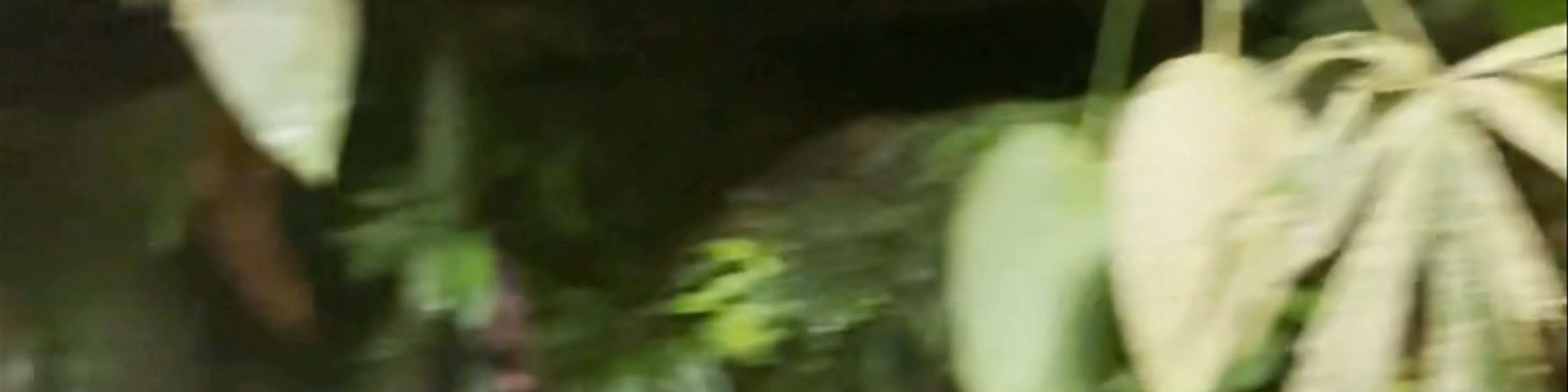 Cascada la Telaraña
