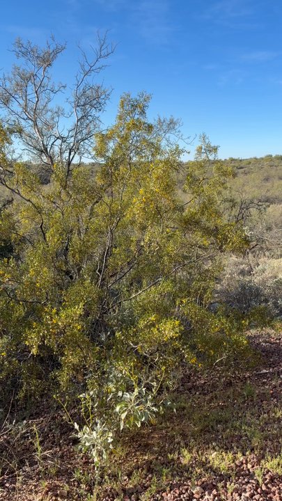 Honeybee Canyon Loop Trail - Hiking Near Me - Oro Valley, Arizona