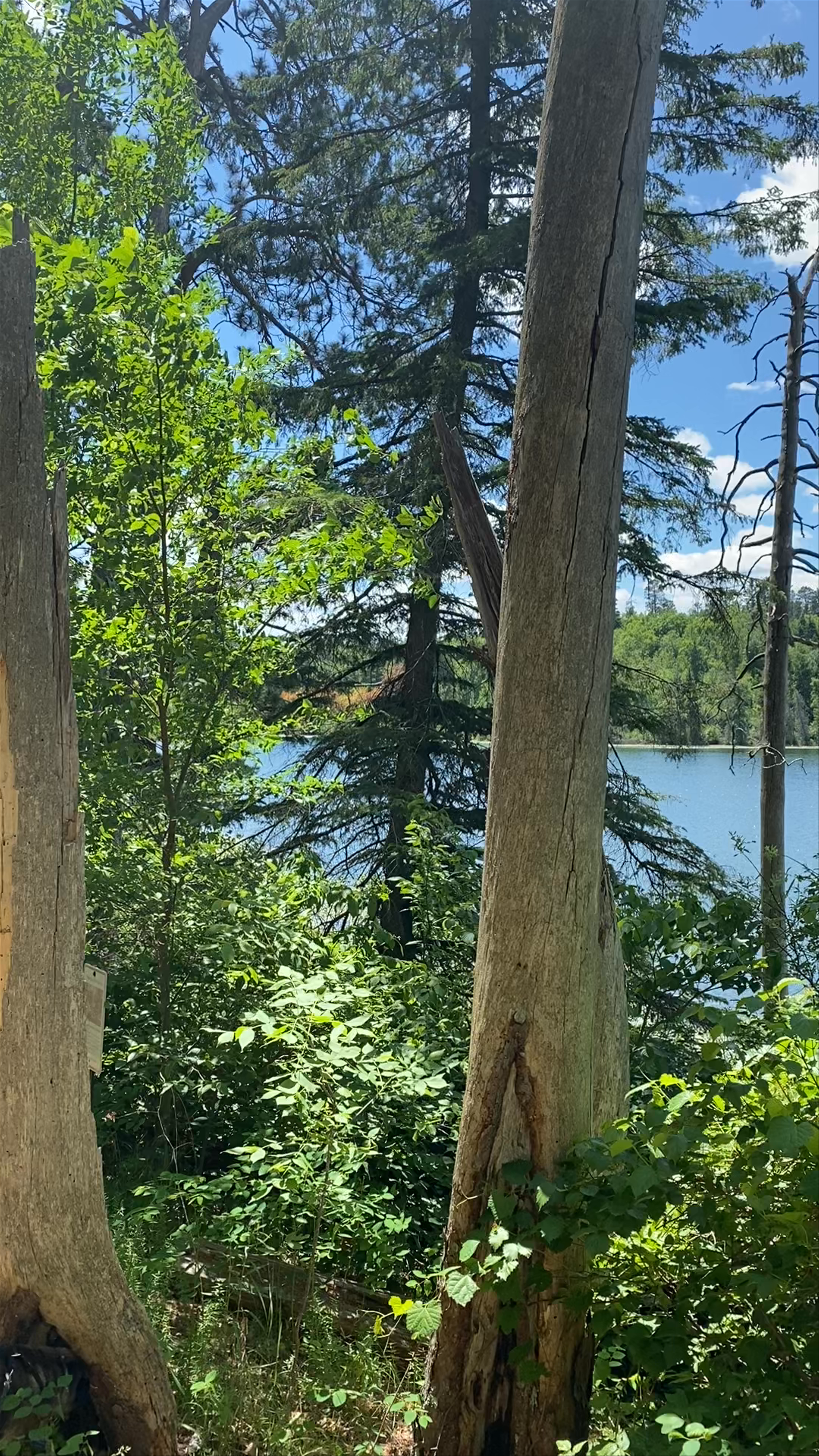 Hiking in Itasca State Park