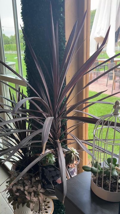 Terra Vite - Beautiful indoor plants - Wineries Near Me - Jamesport, New York