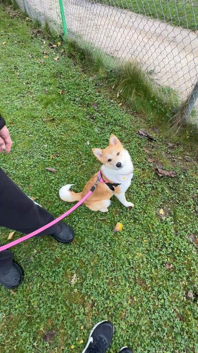 Love & Second Chances - Pet Adoption Near Me