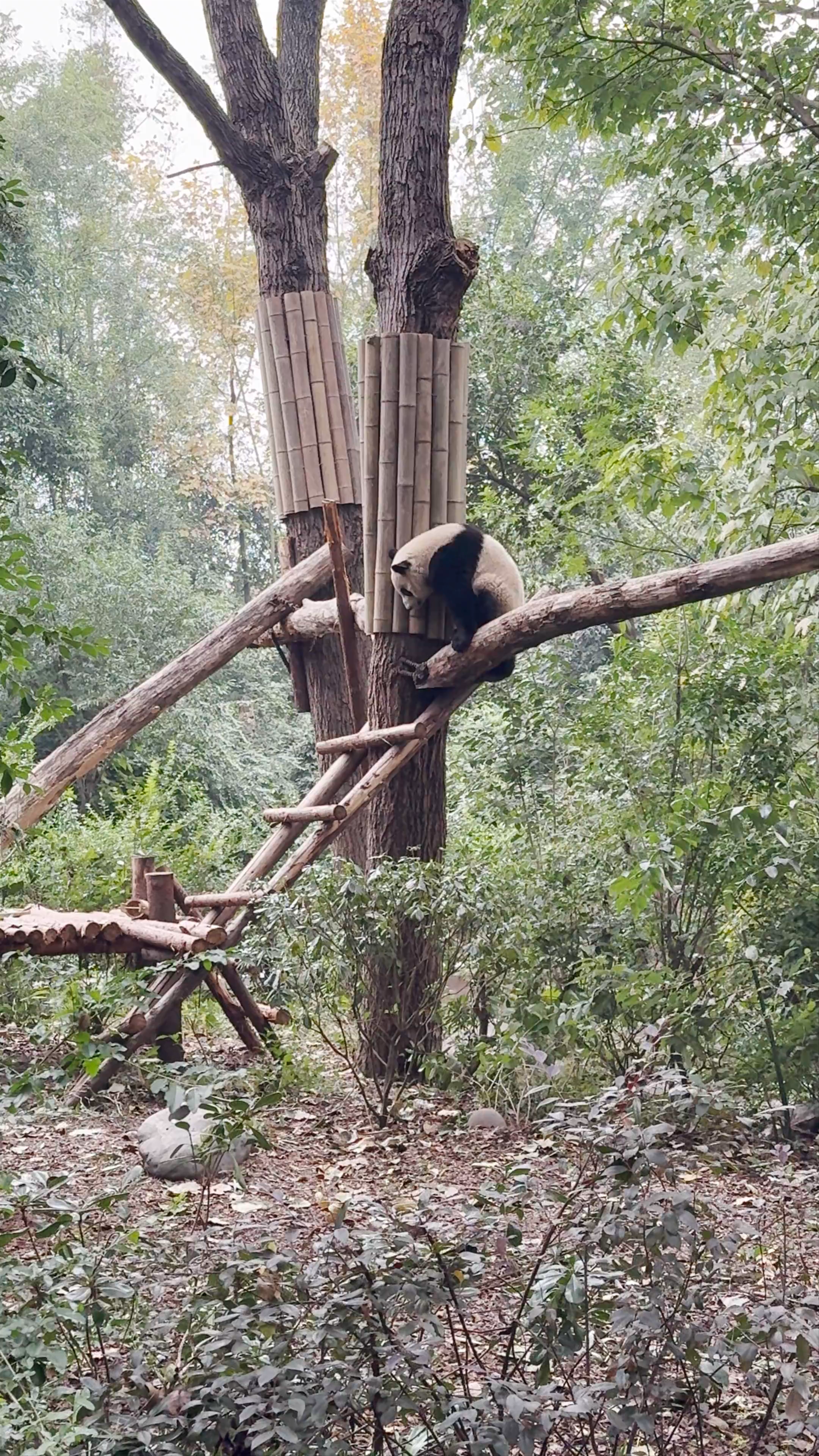 Chengdu Research Base of Giant Panda Breeding