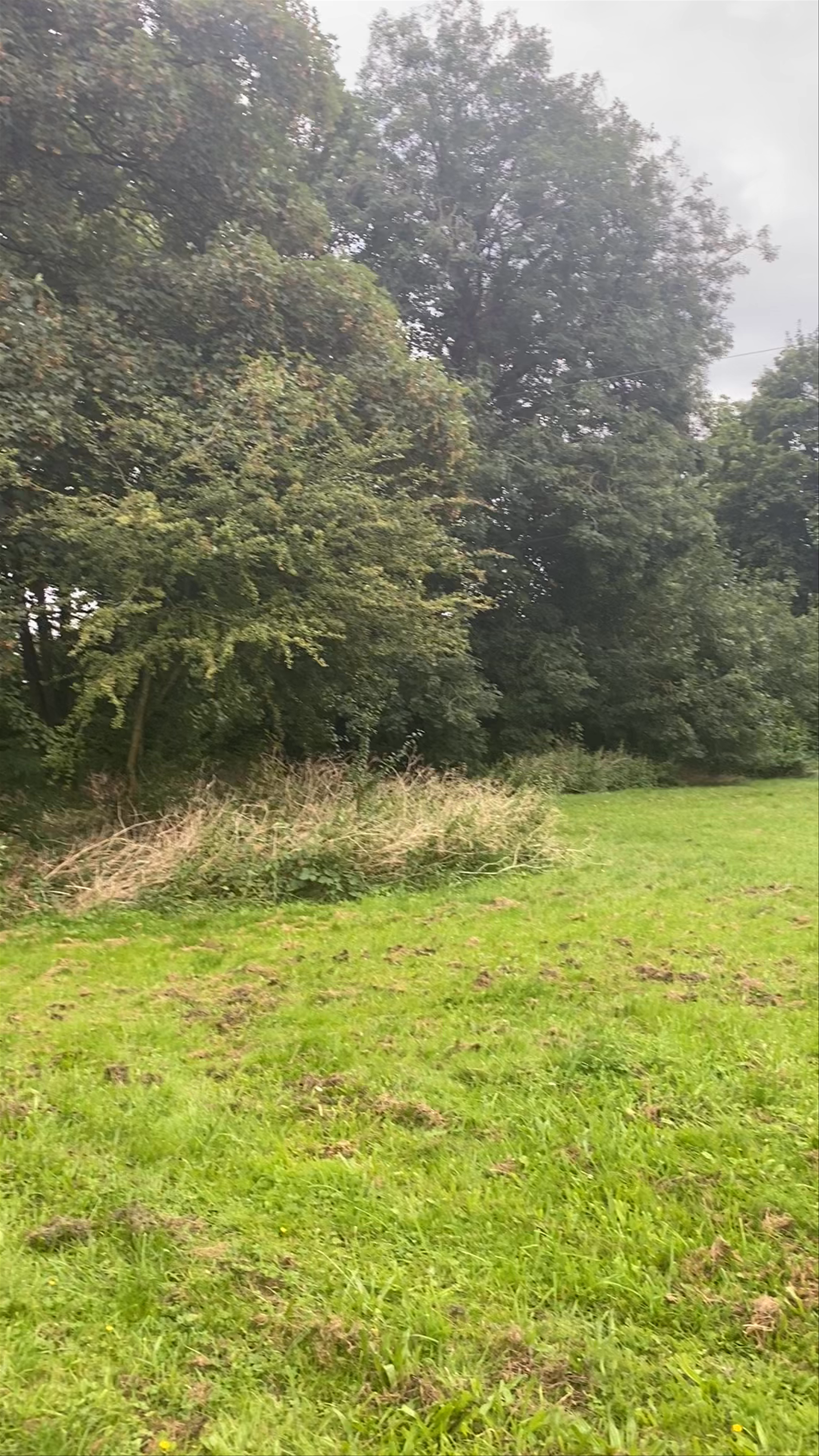 Serene Nature Walk at Dobbs Weir near Roydon, UK