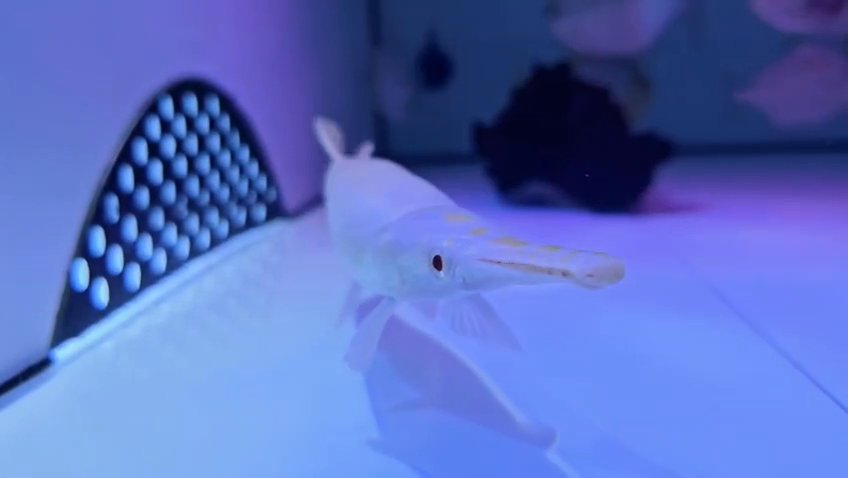 Shortbody Tiger Shovelnose Catfish 8-9 inch