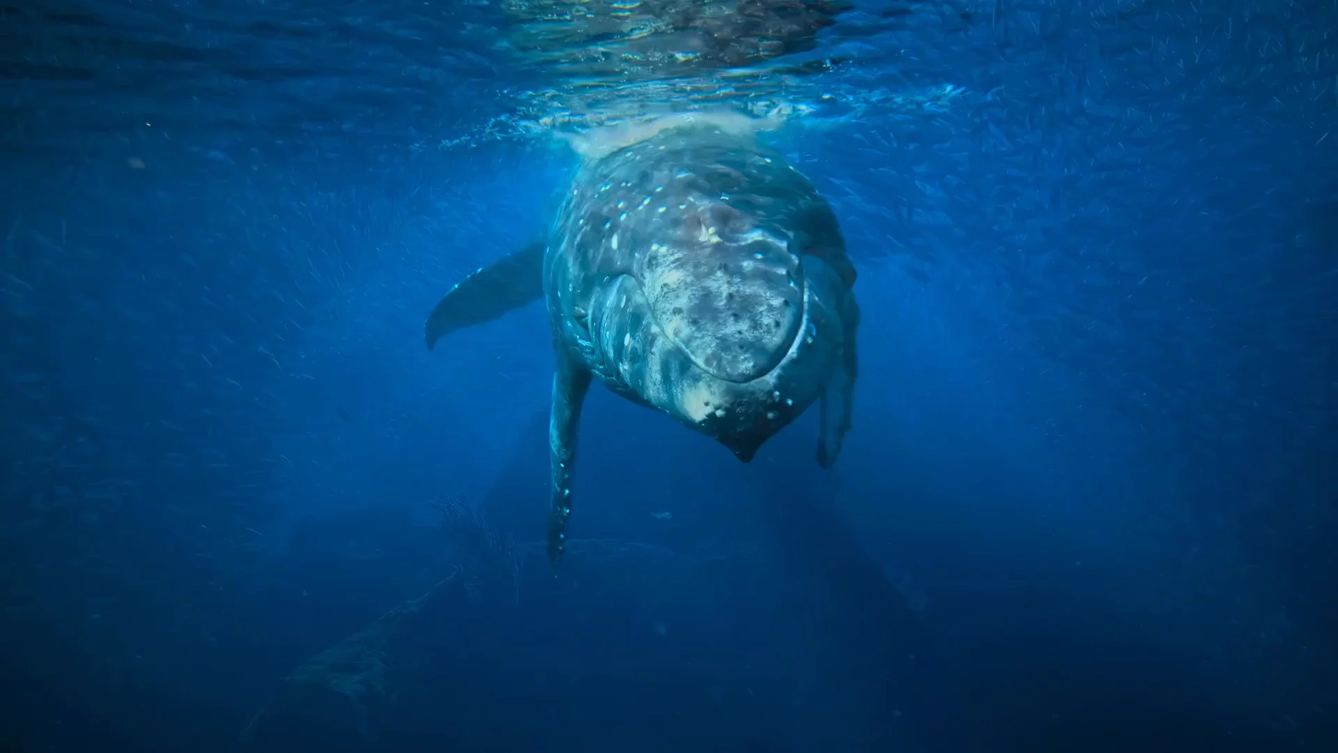 Earthflix — Stream with Purpose