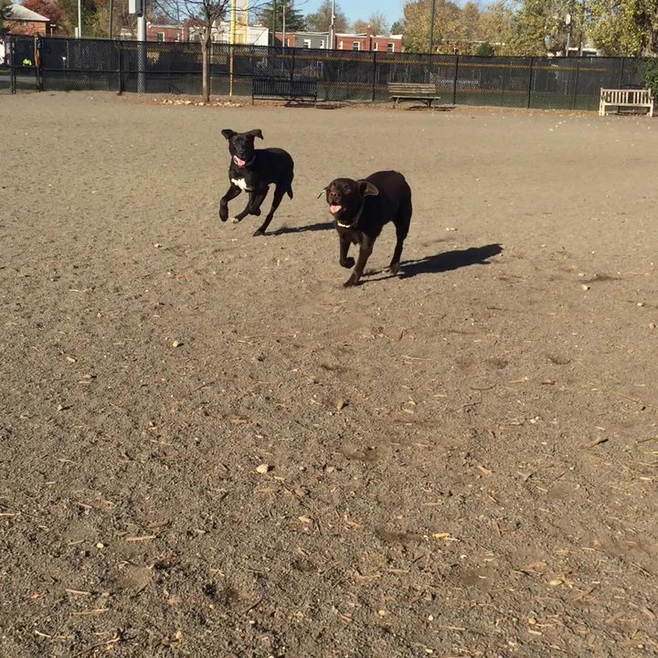 Simpson Stadium Dog Park - Playing Chase - Dog Parks Near Me - Alexandria, Virginia
