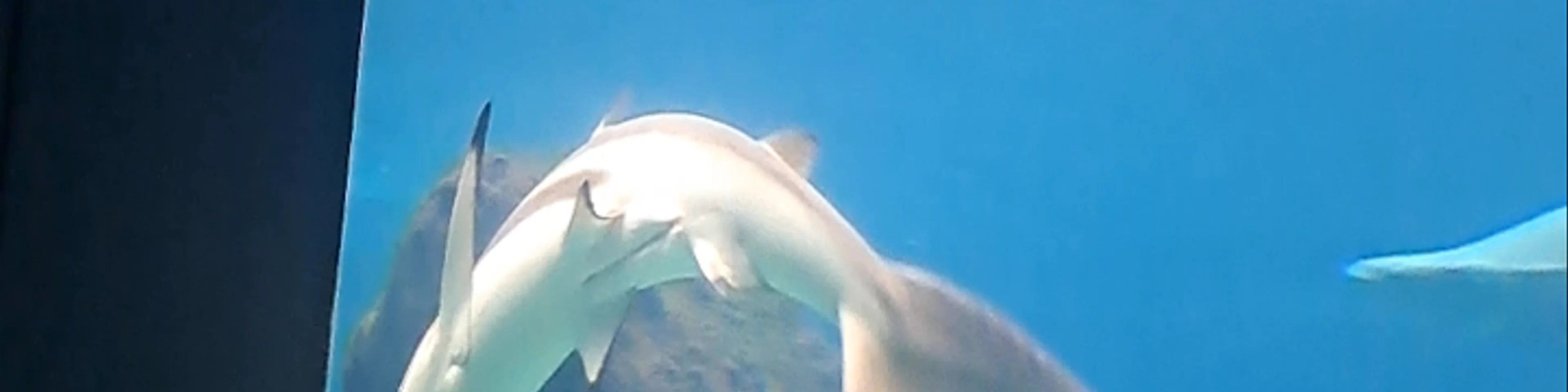 CRETAquarium Thalassokosmos