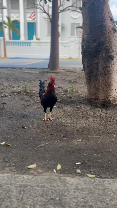 Tostado - Rooster territory - Cafes Near Me - San Juan, Puerto Rico