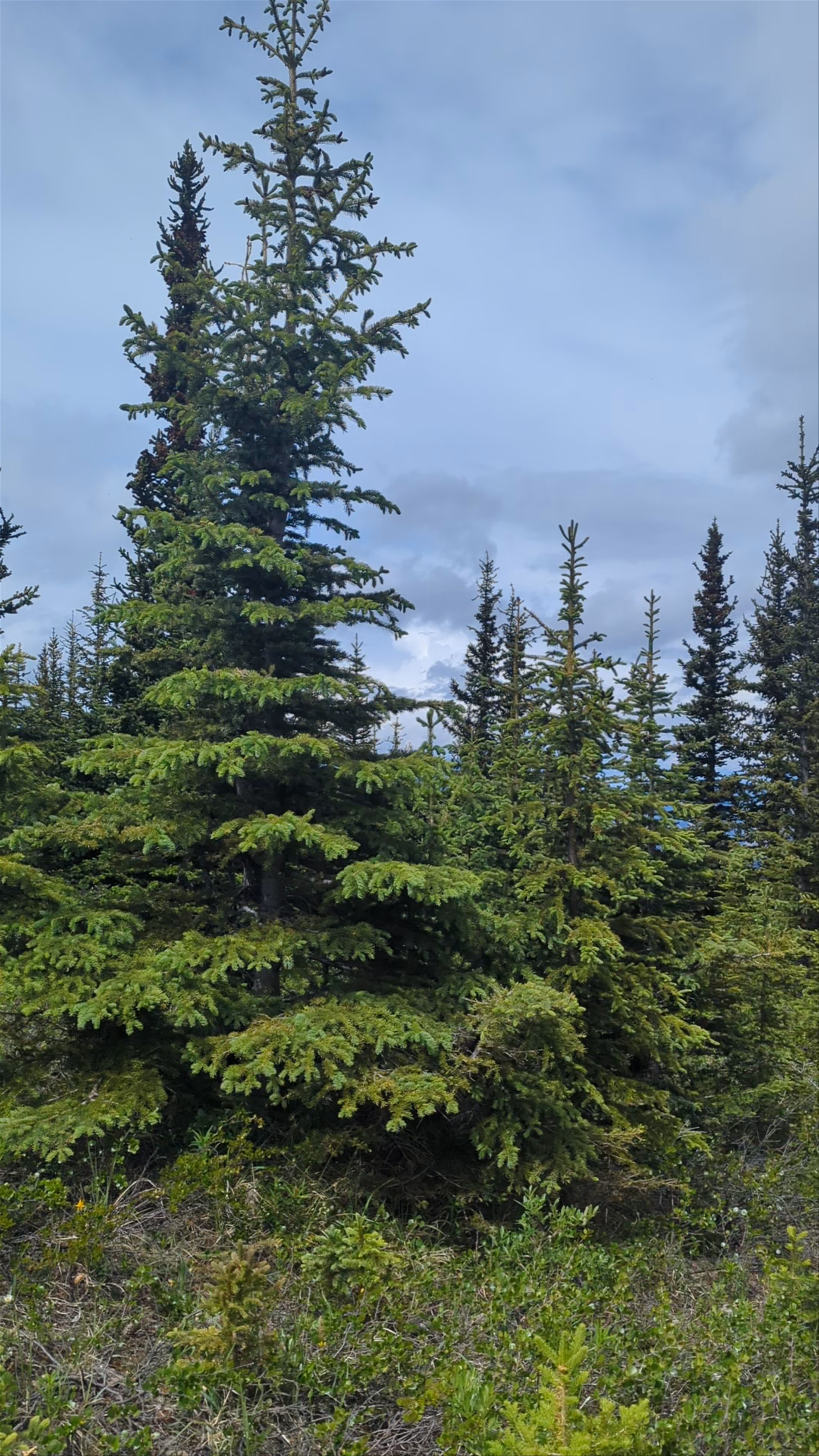 Sulphur Skyline Trailhead