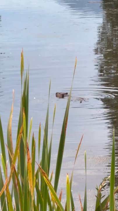 Jericho Beach Park - Beaver swimming - Parks Near Me - Vancouver, British Columbia