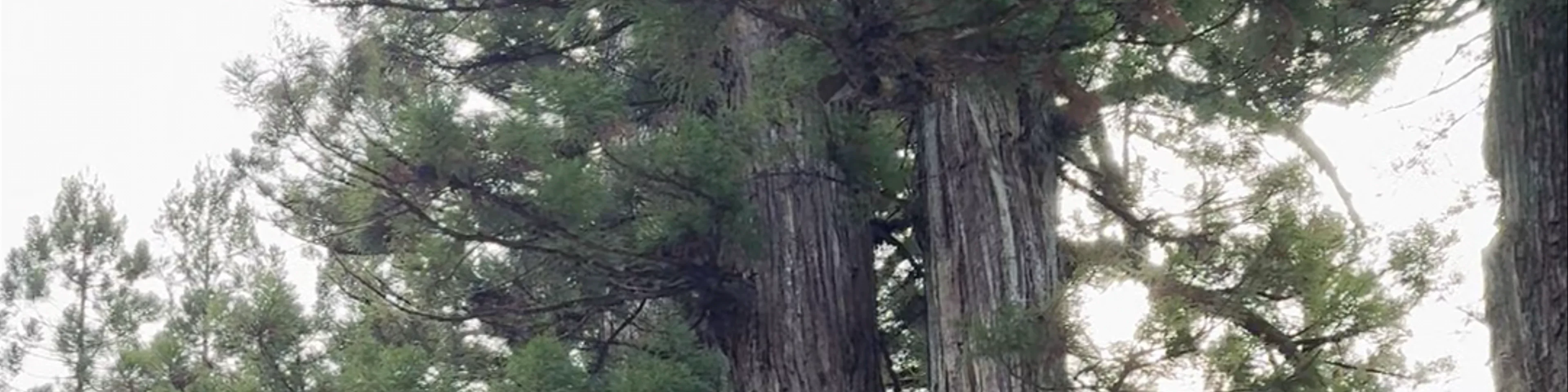 Nikkō Tōshogū