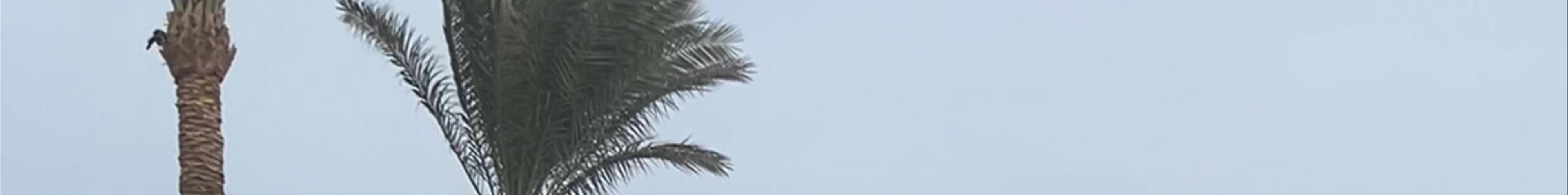 Tours & experiences in Hurghada