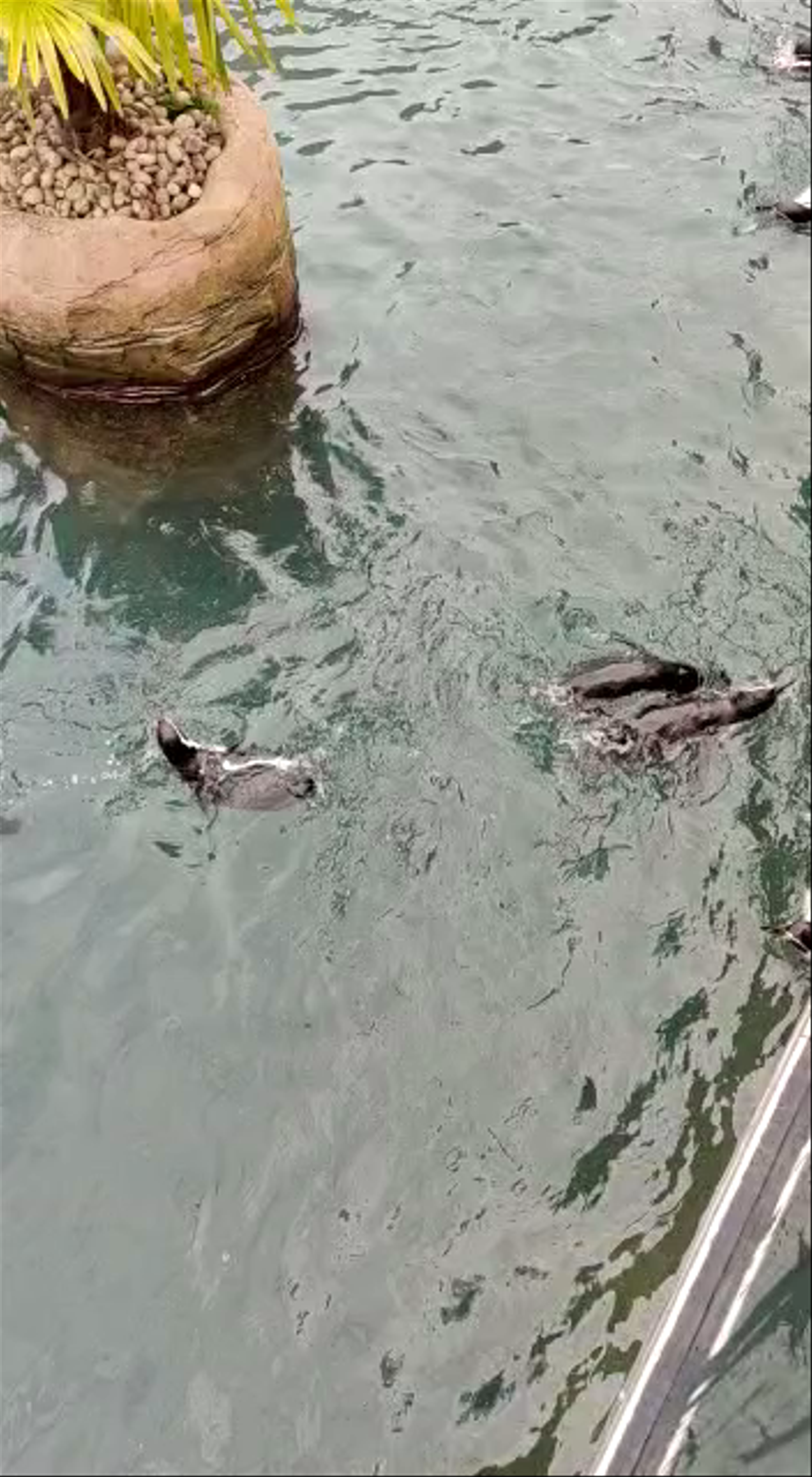 Colchester Zoo