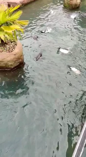 Colchester Zoo