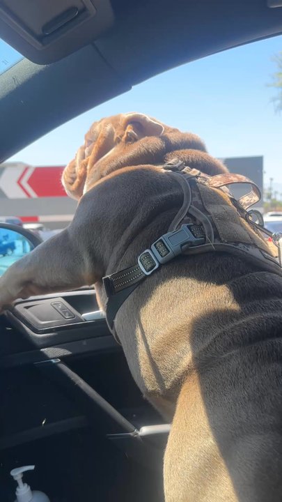 Aria Pet Spa - Enjoying His Fresh Ride Home! - Pet Groomers Near Me - Riverside, California