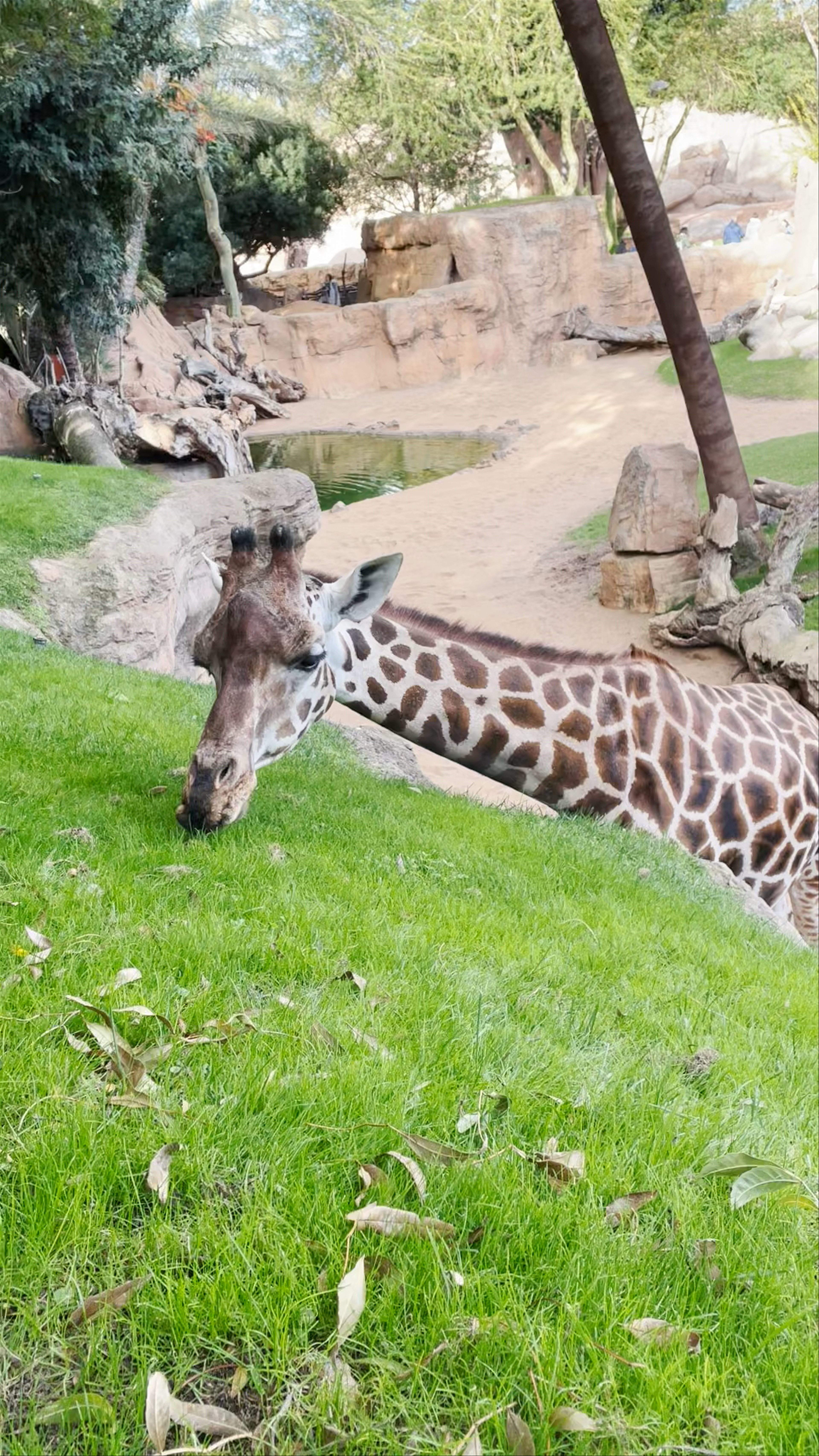 Majestic Giraffes at Biopark Valencia - Close-up Wildlife Experience
