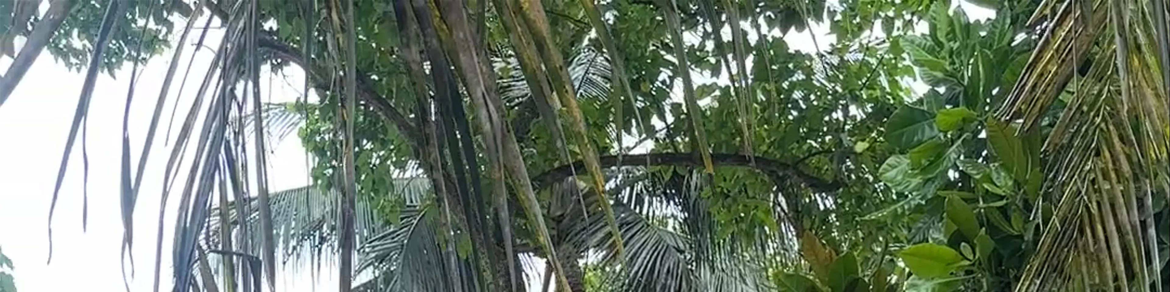 Tartaruga Beach Unawatuna