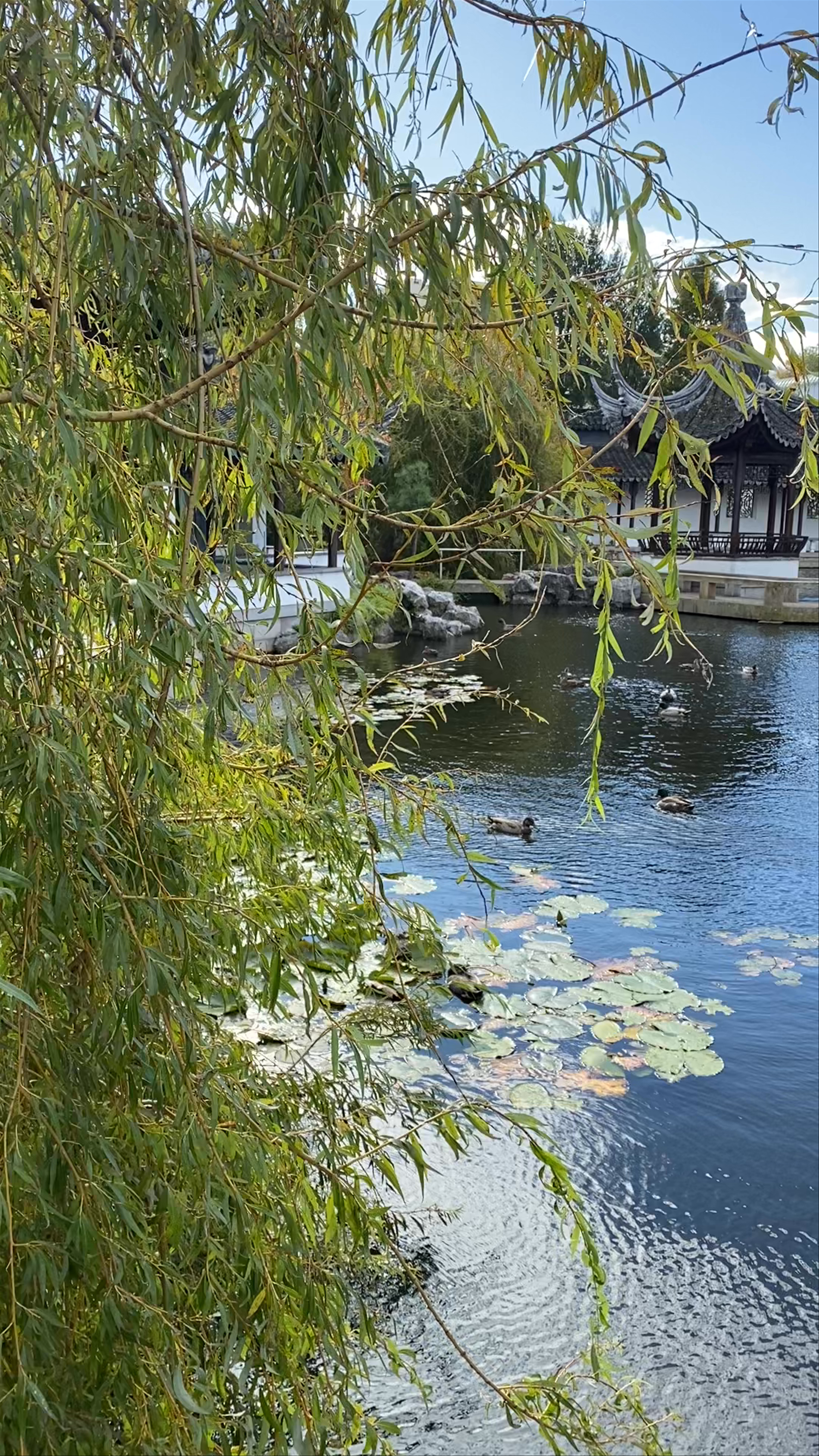 Lan Yuan, Dunedin Chinese Garden