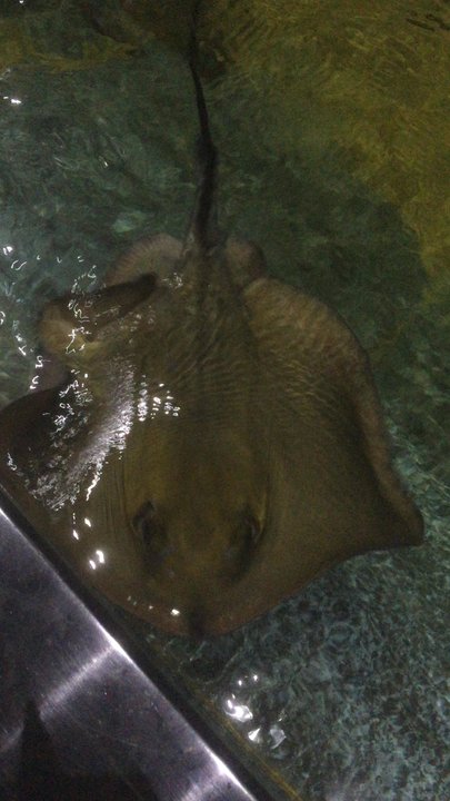 Viasea - Aquariums Near Me - Istanbul, 34