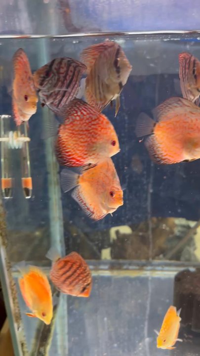 Pet Town - Pet Stores Near Me - Downey, California