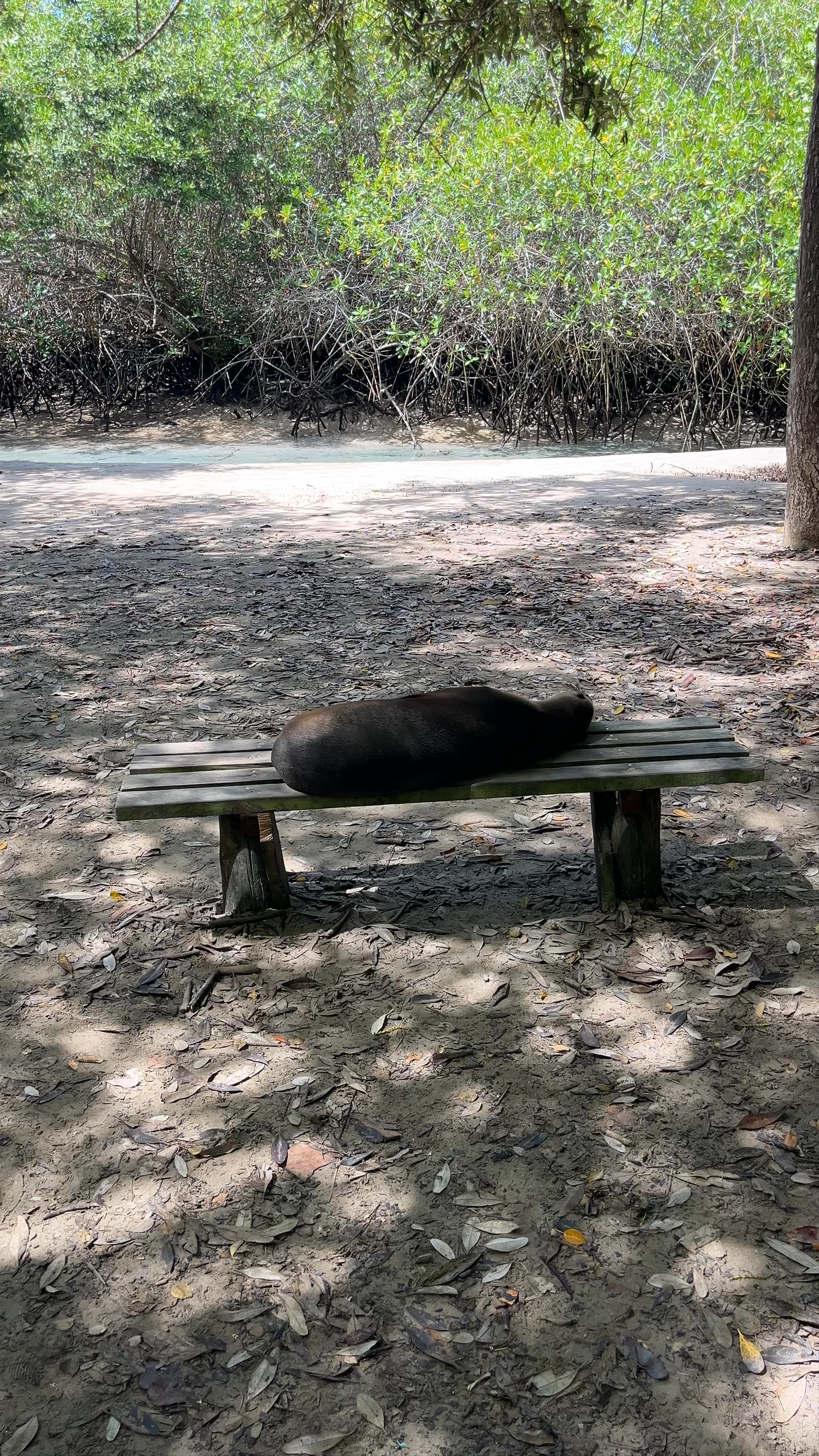 Serene Seal Relaxing on a Bench in El Estero Mangroves, Ecuador