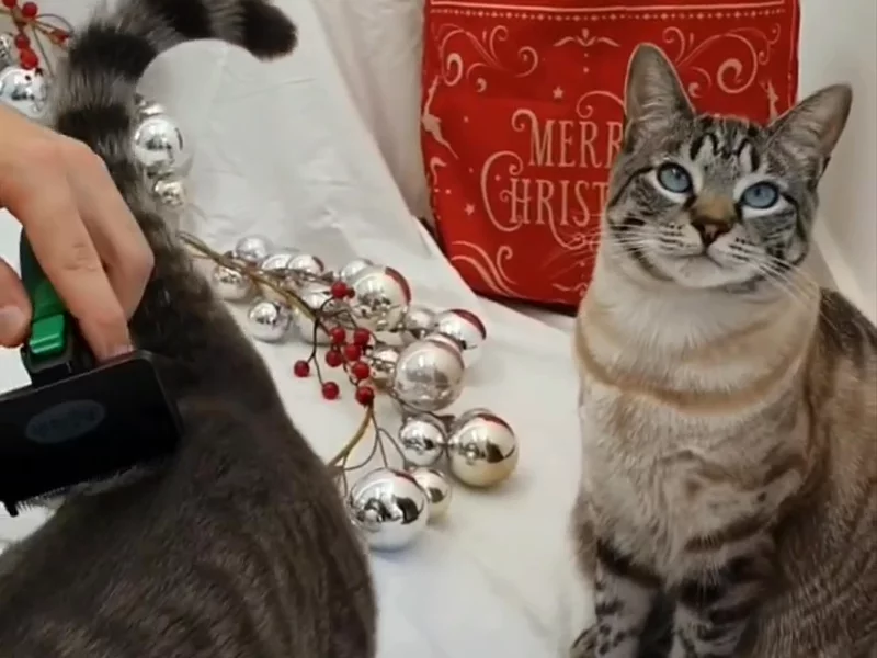Refuresh - christmas