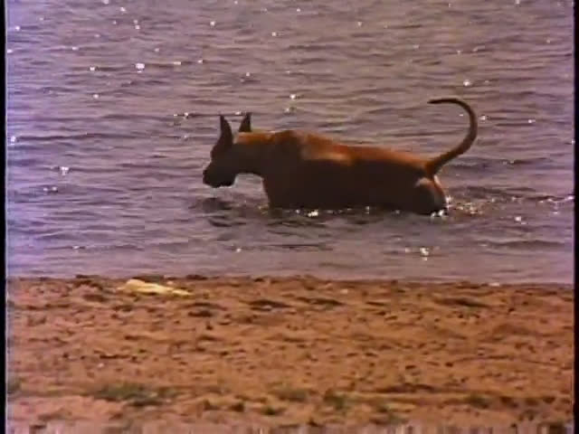 Two dogs enjoy an afternoon at the beach, wading and running through the shallow water near a young child. The scene transitions from quiet moments on a porch to active play along the shoreline.