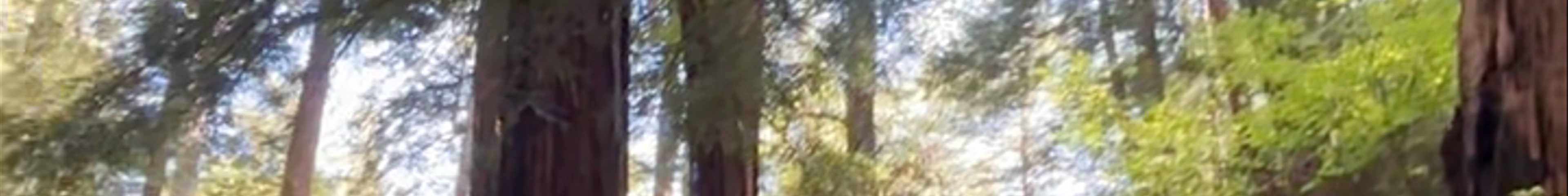 Tours & experiences in California