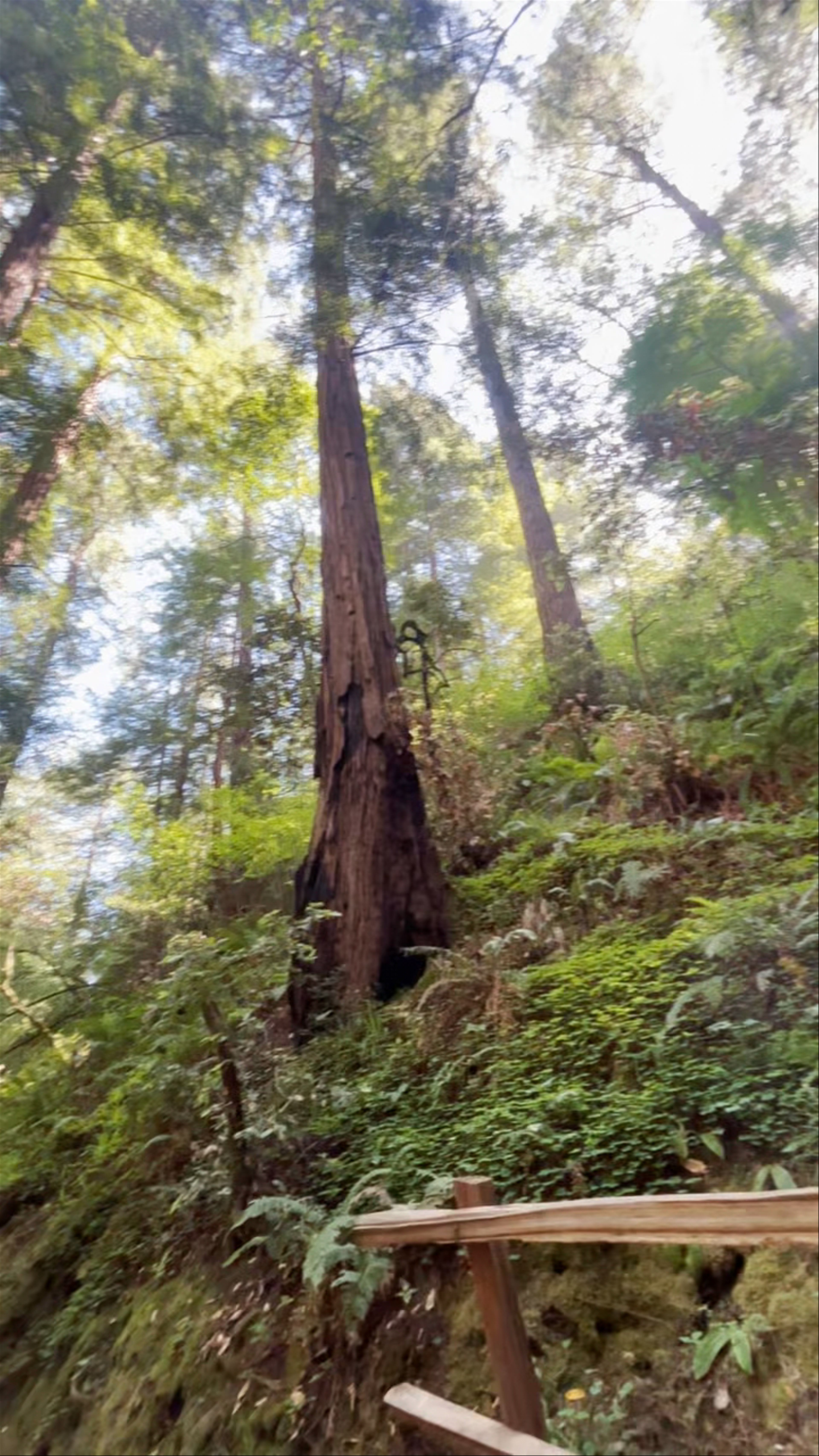 Muir Woods National Monument