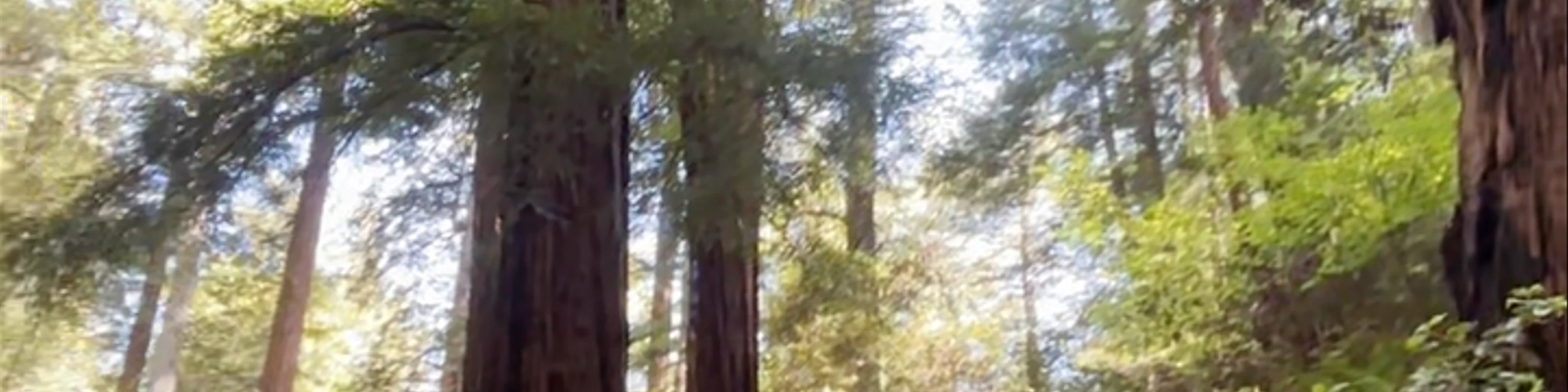 Muir Woods National Monument