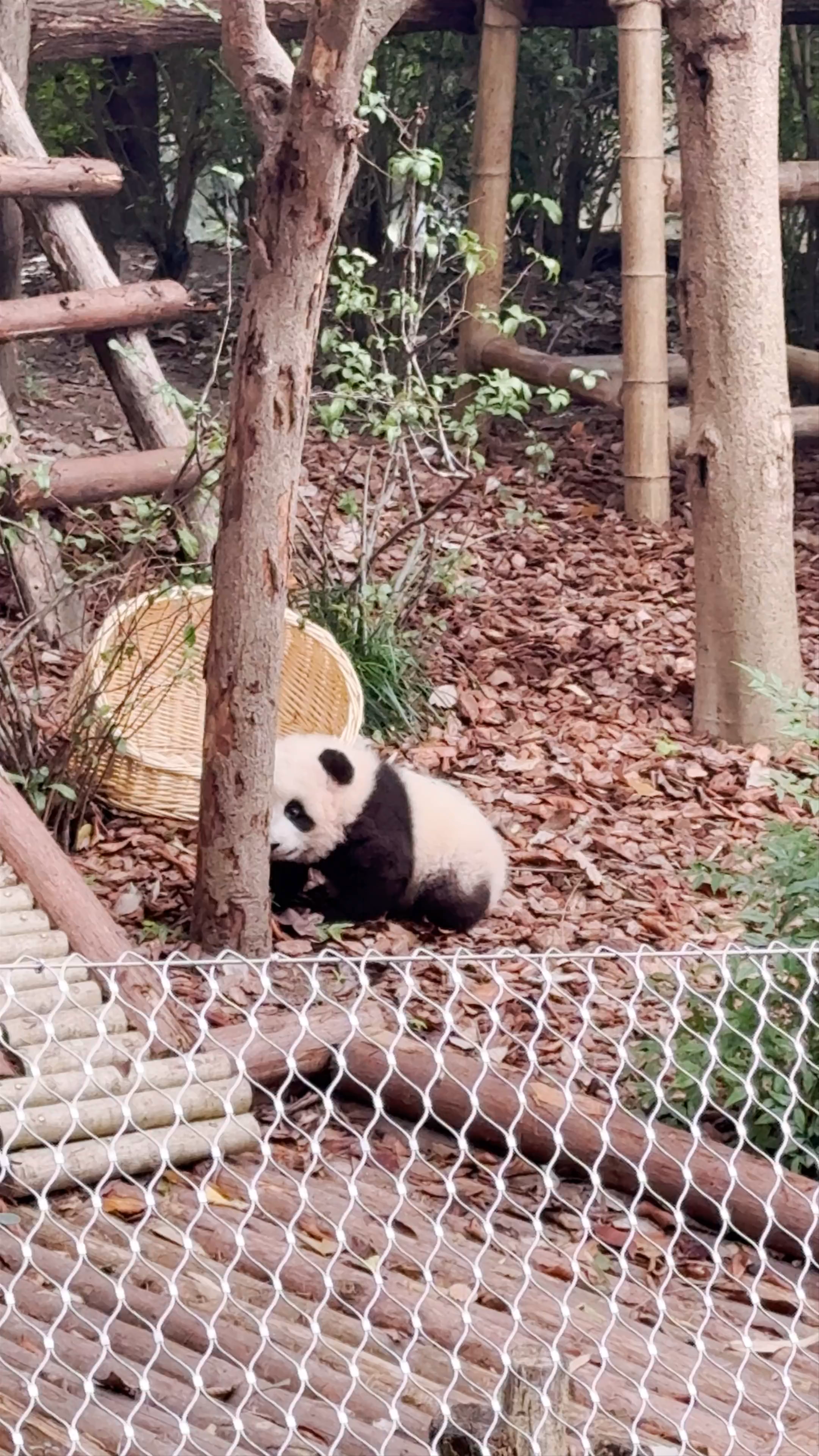 Chengdu Research Base of Giant Panda Breeding