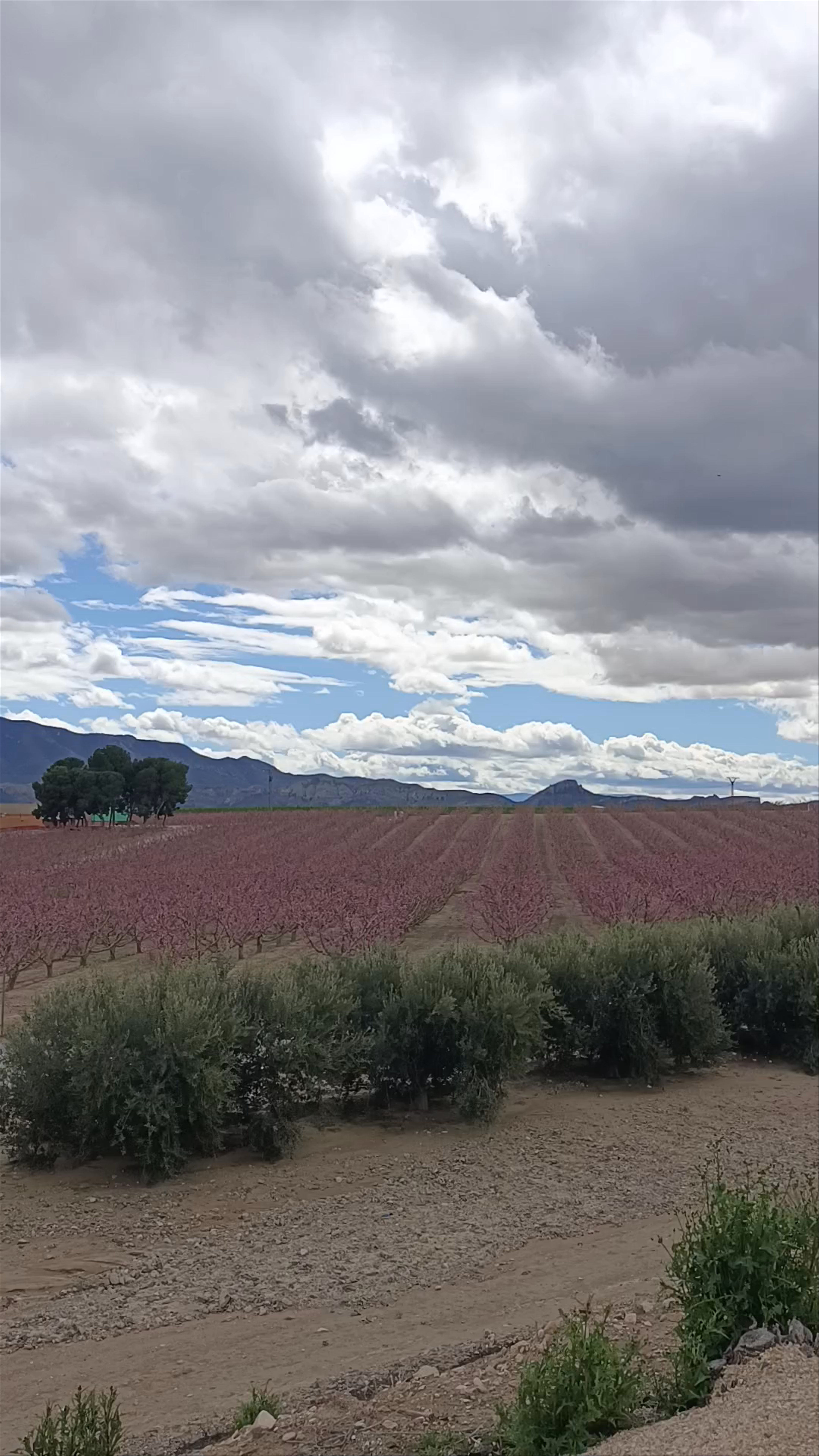 Inicio Via Verde Floración Cieza: Scenic Blooming Trails in Región de Murcia