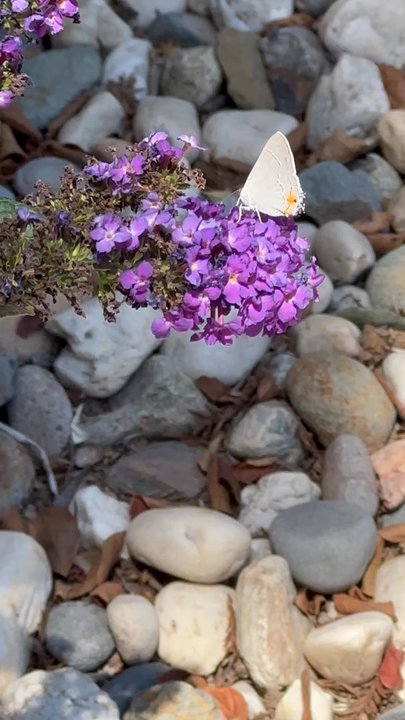 Matsuda's - Butterfly opens his wings at the end of this video! - Nurseries & Gardening Near Me - Sacramento, California