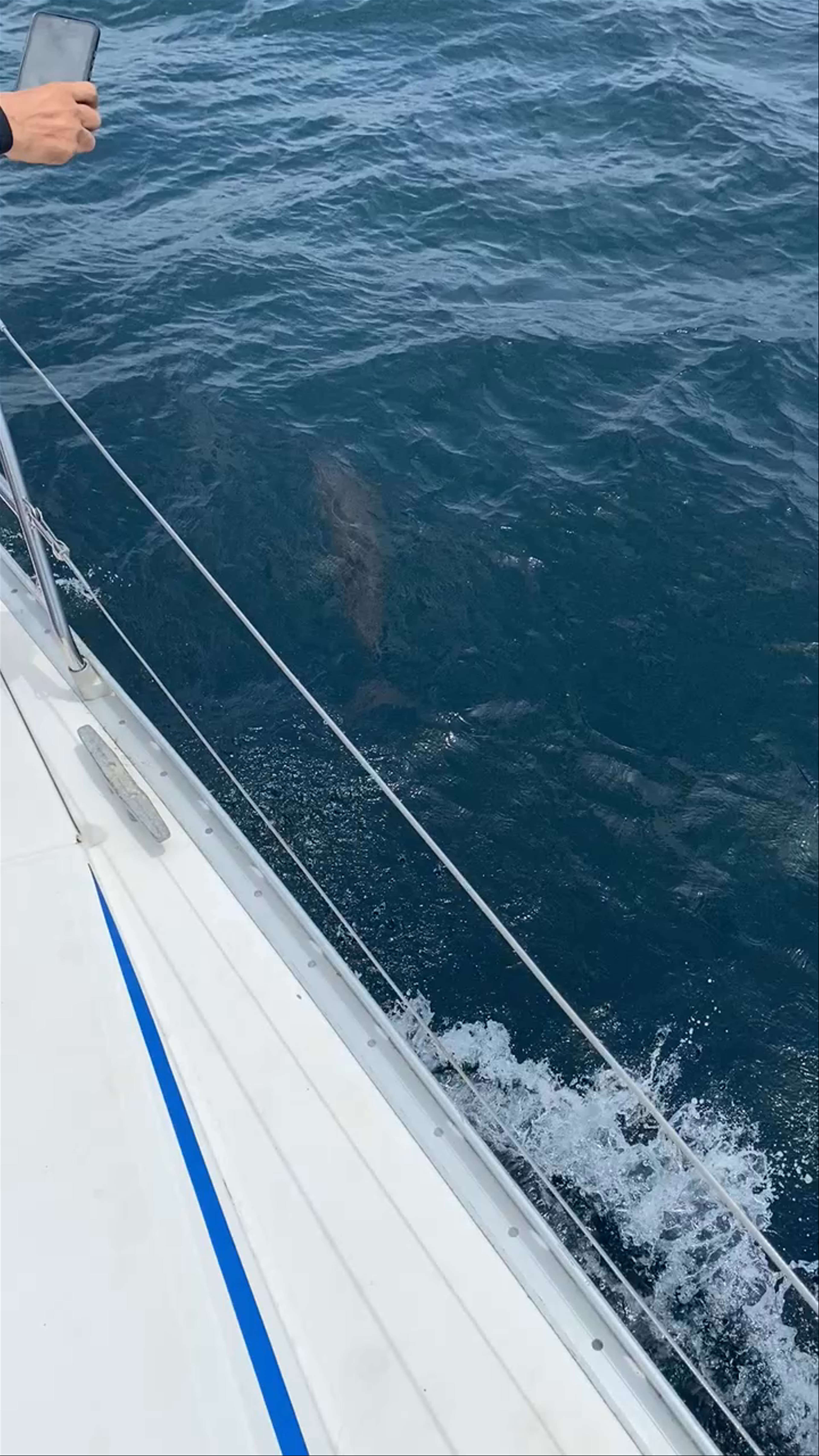 Cholón (Islas del Rosario)
